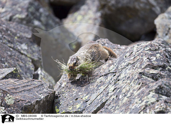 Gelbbauchmurmeltier / yellow-bellied marmot / MBS-08088