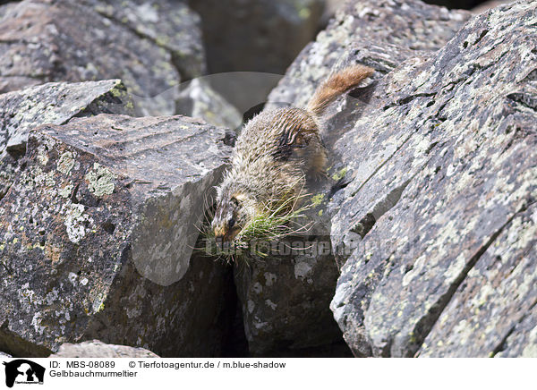 Gelbbauchmurmeltier / yellow-bellied marmot / MBS-08089