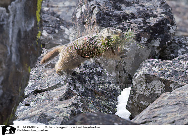 Gelbbauchmurmeltier / yellow-bellied marmot / MBS-08090