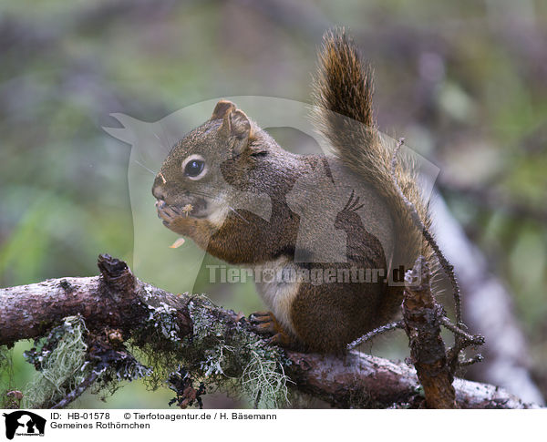 Gemeines Rothrnchen / american red squirrel / HB-01578