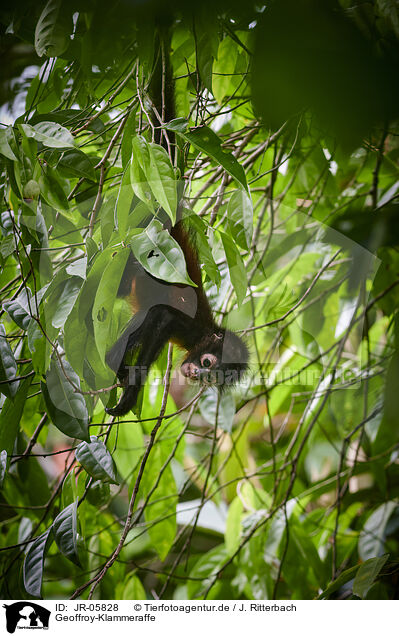 Geoffroy-Klammeraffe / black-handed spider monkey / JR-05828