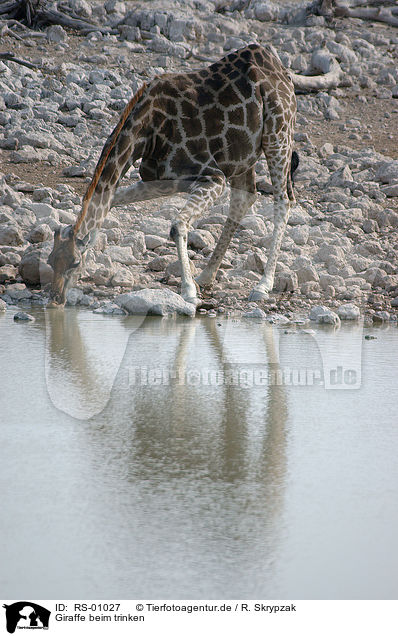 Giraffe beim trinken / RS-01027