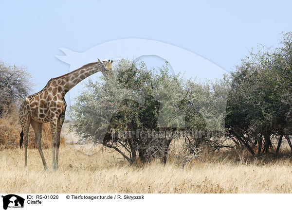 Giraffe / RS-01028