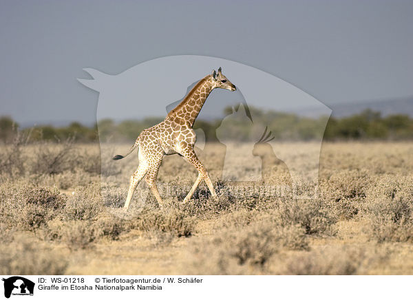Giraffe im Etosha Nationalpark Namibia / Giraffe / WS-01218
