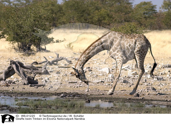 Giraffe beim Trinken im Etosha Nationalpark Namibia / Giraffe / WS-01220