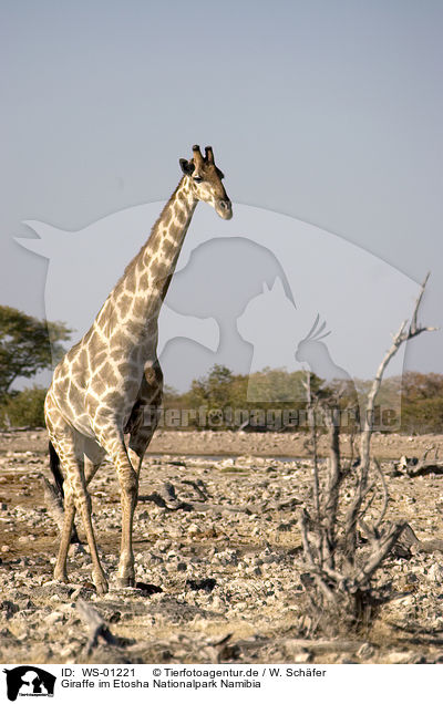 Giraffe im Etosha Nationalpark Namibia / WS-01221