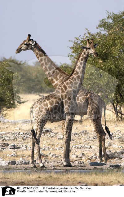 Giraffen im Etosha Nationalpark Namibia / WS-01222