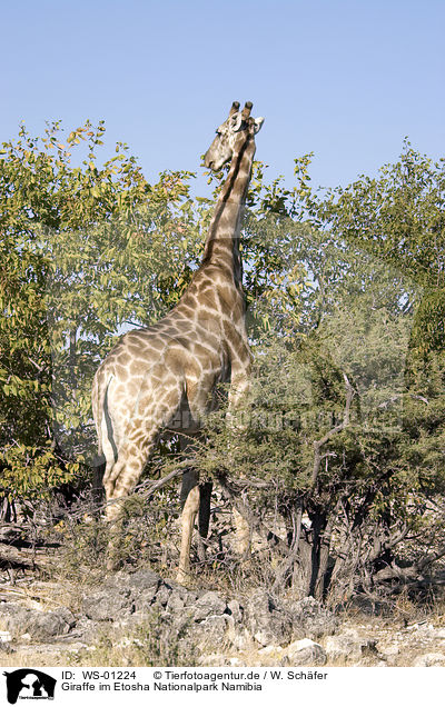 Giraffe im Etosha Nationalpark Namibia / WS-01224