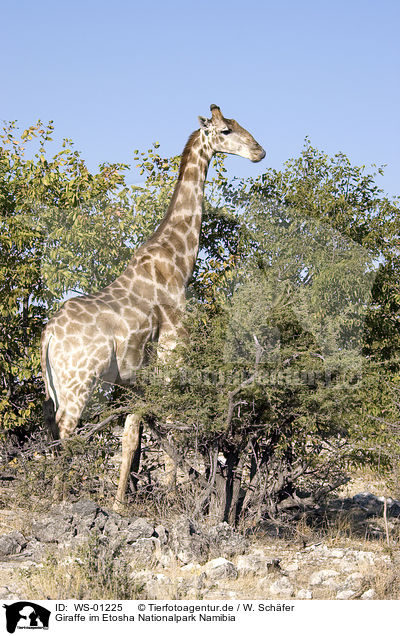 Giraffe im Etosha Nationalpark Namibia / Giraffe / WS-01225