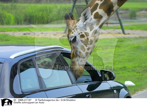 Giraffe schnuppert an Auto / Giraffe snuffles at car / DMS-01197