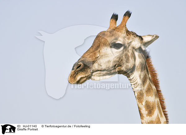 Giraffe Portrait / HJ-01140