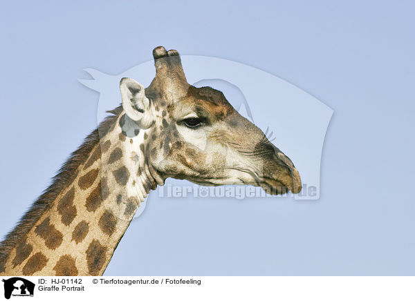 Giraffe Portrait / HJ-01142