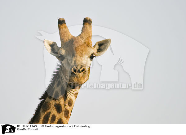 Giraffe Portrait / HJ-01143