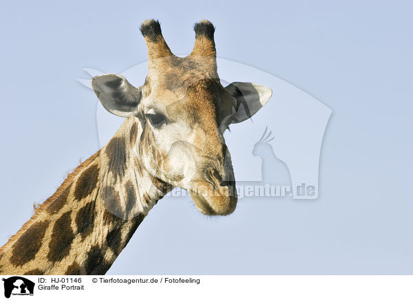 Giraffe Portrait / HJ-01146