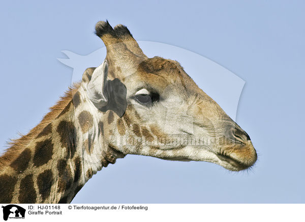 Giraffe Portrait / HJ-01148