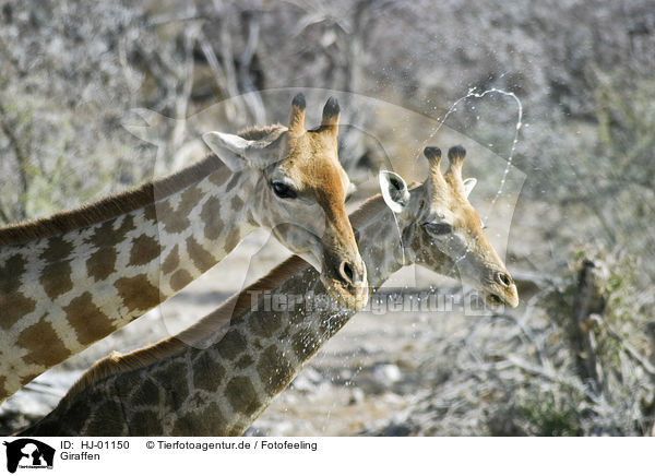 Giraffen / HJ-01150