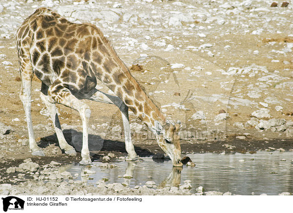 trinkende Giraffen / drinking giraffes / HJ-01152