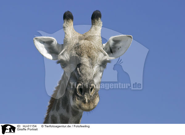 Giraffe Portrait / HJ-01154