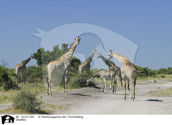 Giraffen / HJ-01155
