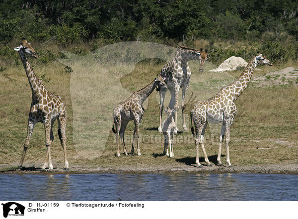 Giraffen / giraffes / HJ-01159