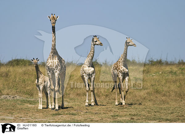 Giraffen / HJ-01160