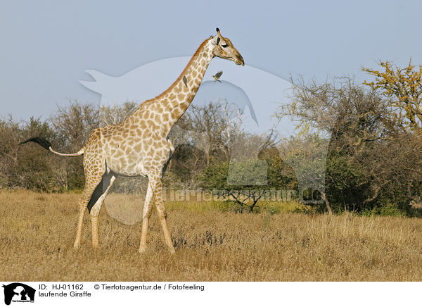 laufende Giraffe / walking giraffe / HJ-01162