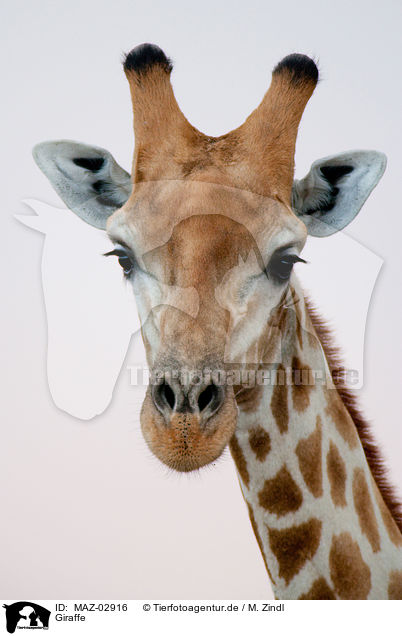 Giraffe / MAZ-02916
