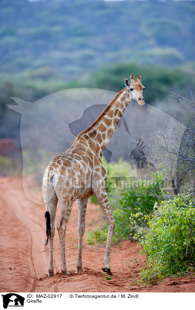 Giraffe / MAZ-02917