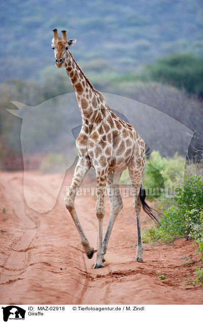 Giraffe / MAZ-02918