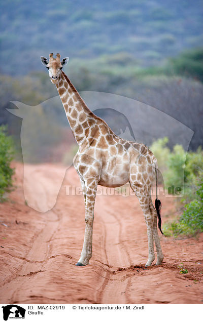 Giraffe / MAZ-02919