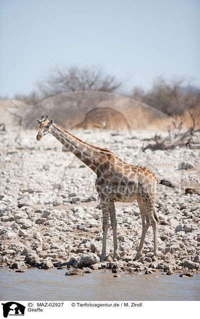 Giraffe / MAZ-02927