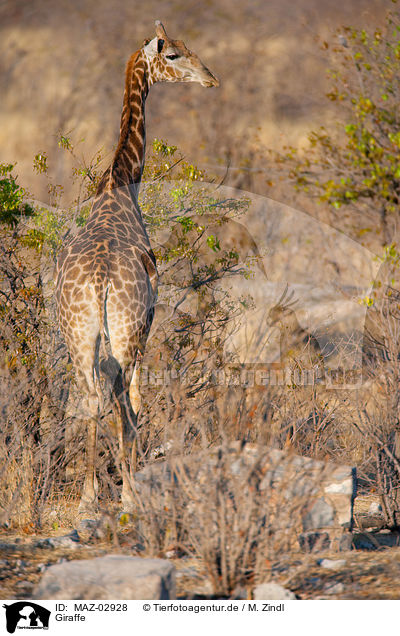 Giraffe / MAZ-02928