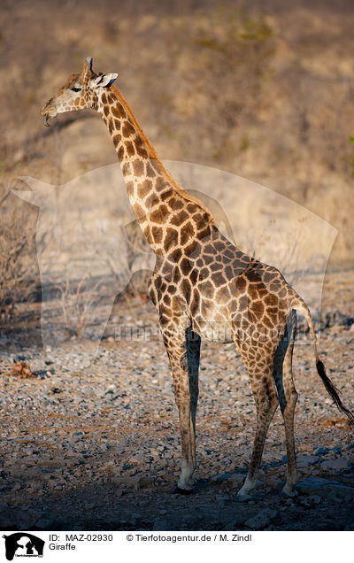 Giraffe / MAZ-02930