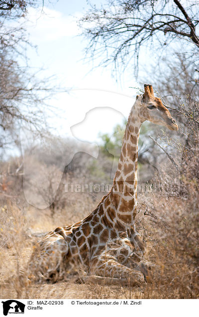 Giraffe / MAZ-02938