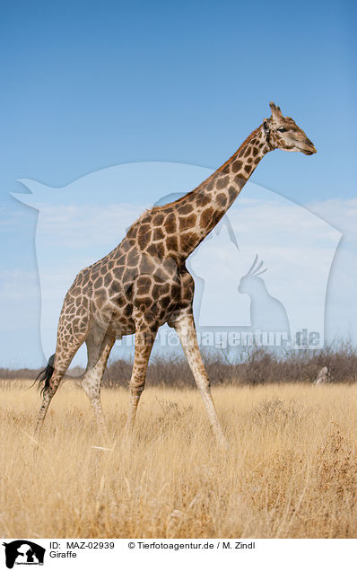 Giraffe / MAZ-02939