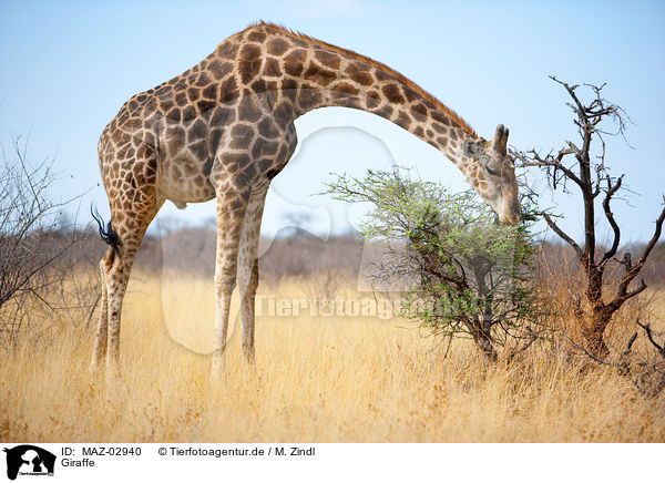 Giraffe / MAZ-02940