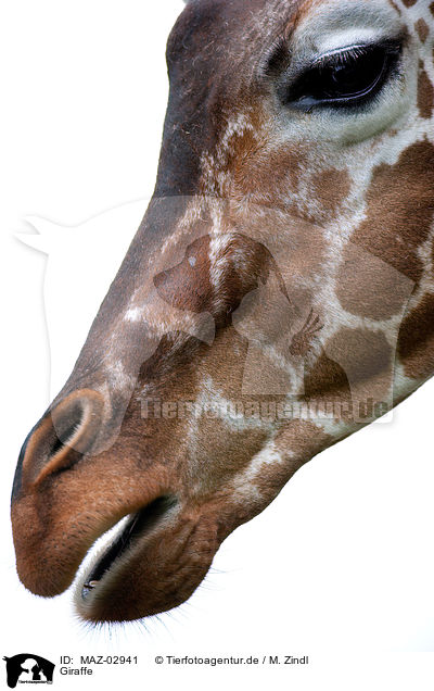 Giraffe / MAZ-02941