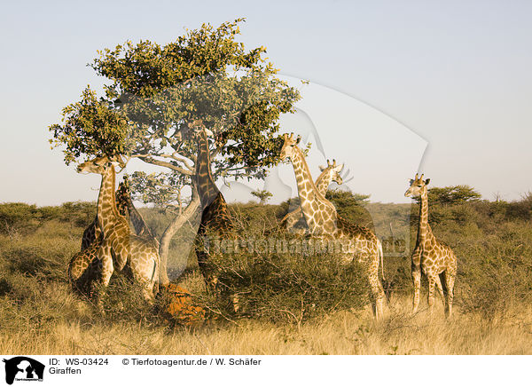 Giraffen / giraffes / WS-03424