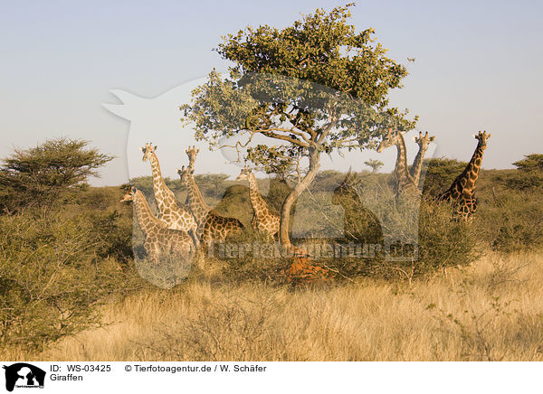 Giraffen / giraffes / WS-03425