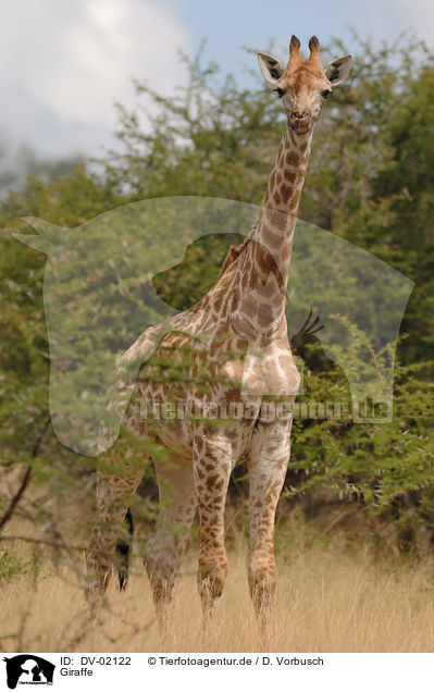 Giraffe / Giraffe / DV-02122