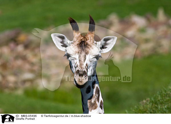Giraffe Portrait / MBS-05496
