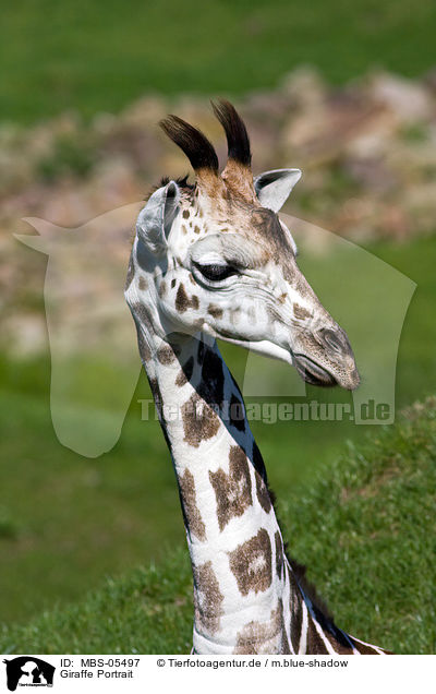 Giraffe Portrait / MBS-05497