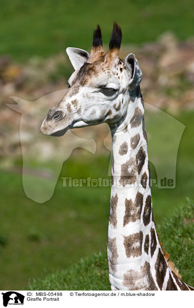 Giraffe Portrait / MBS-05498