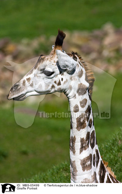 Giraffe Portrait / Giraffe Portrait / MBS-05499