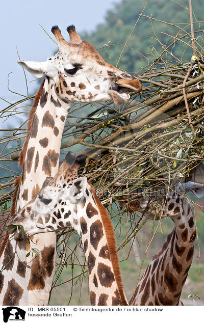 fressende Giraffen / eating giraffes / MBS-05501