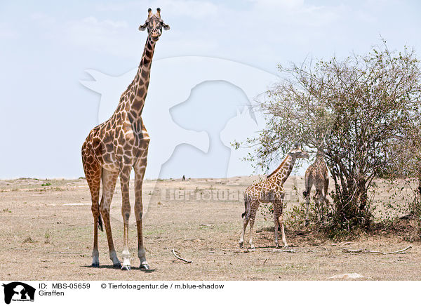 Giraffen / MBS-05659