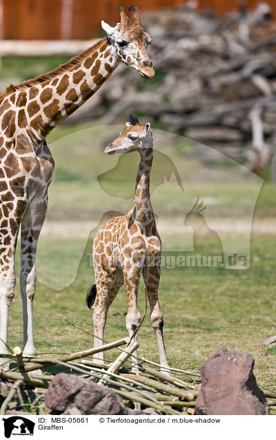 Giraffen / giraffes / MBS-05661