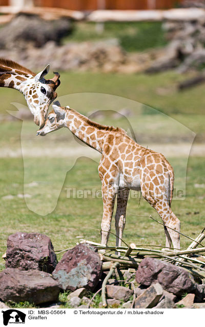 Giraffen / giraffes / MBS-05664