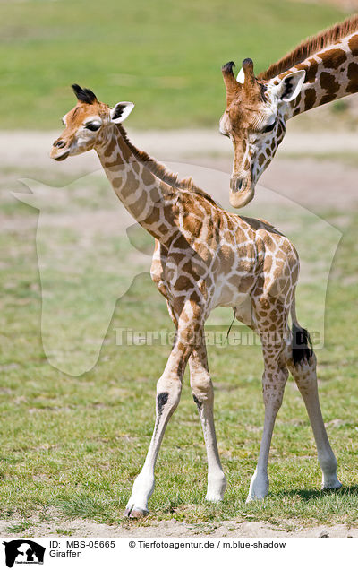 Giraffen / giraffes / MBS-05665