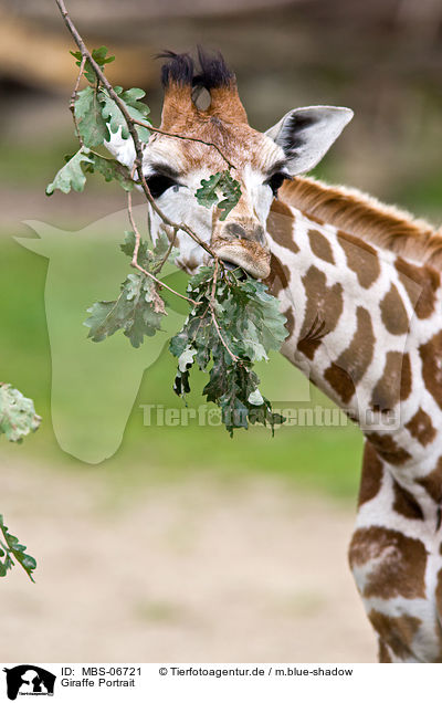 Giraffe Portrait / Giraffe Portrait / MBS-06721